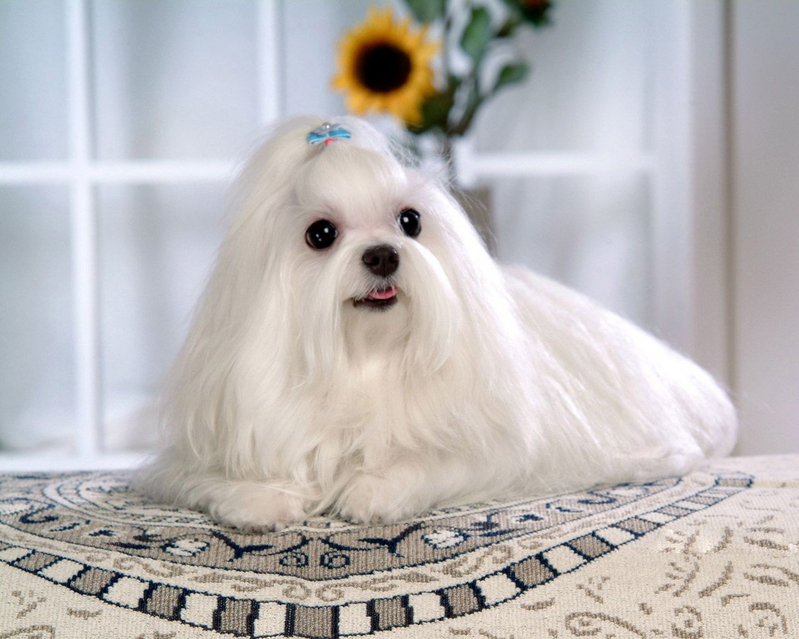 建议新手养的10种便宜狗狗不掉毛,十大适合家养的不掉毛狗狗有哪些