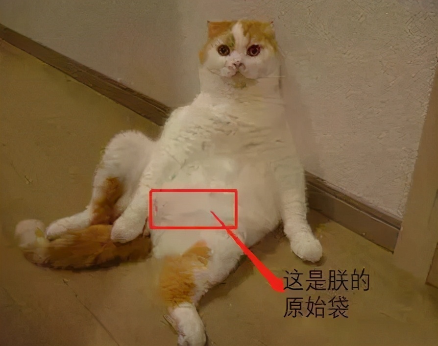 猫咪胀气和猫传腹有什么区别,猫咪肥胖还会有原始袋么