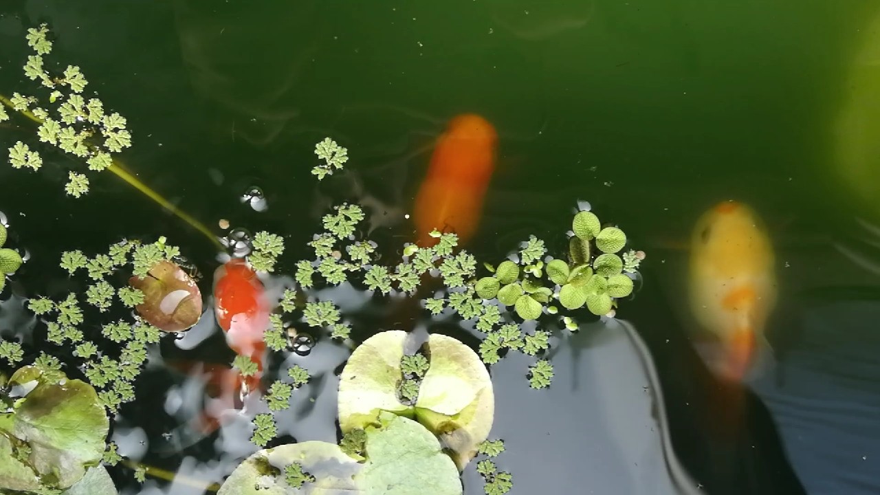 硝化系统崩溃鱼怎么补救,硝化系统崩溃鱼开始趴缸了