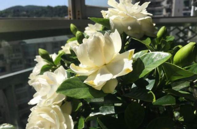 栀子花黄叶的处理方法讲解,栀子花黄叶快速解决办法