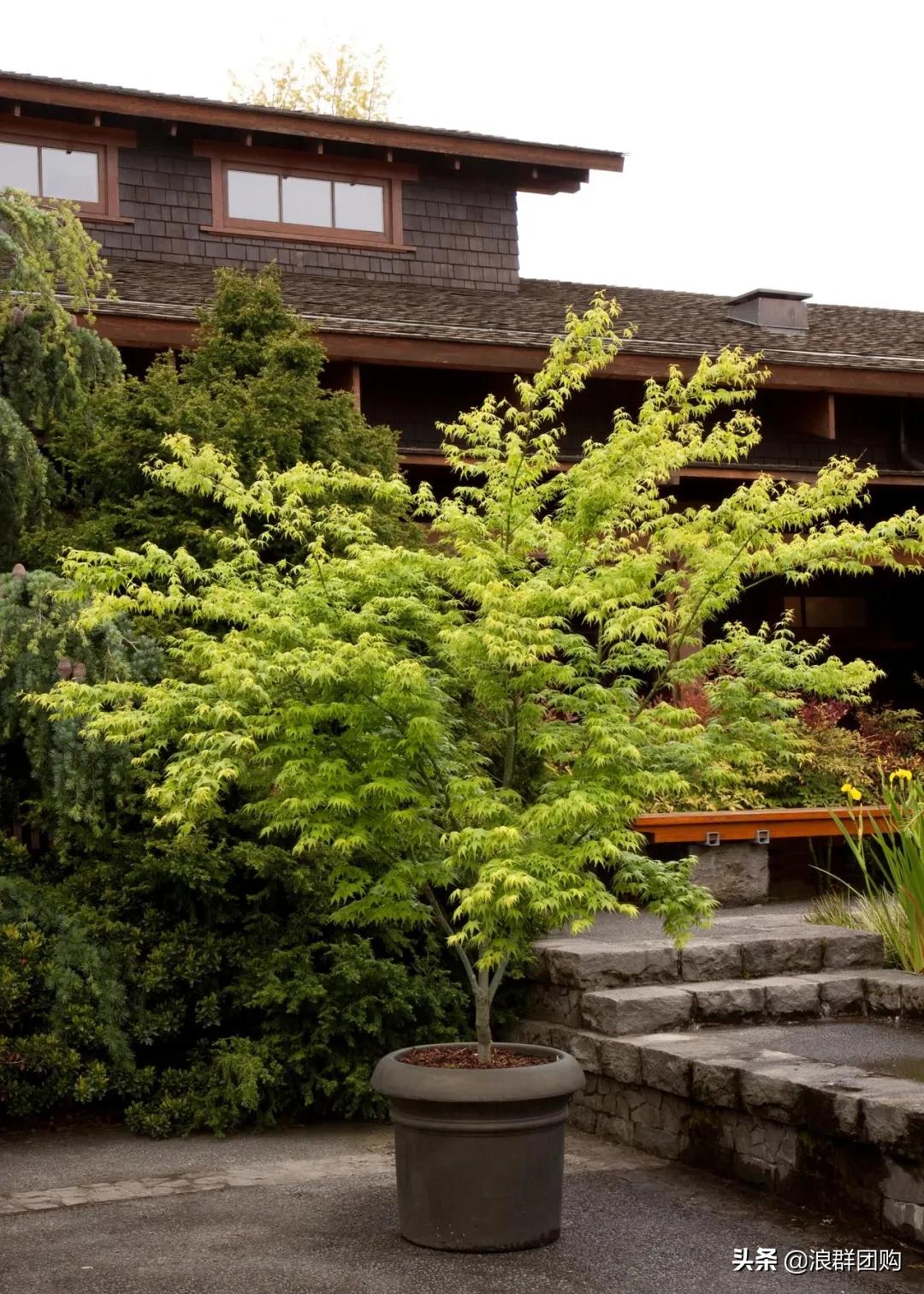 中式庭院藤类植物,枫树和紫藤