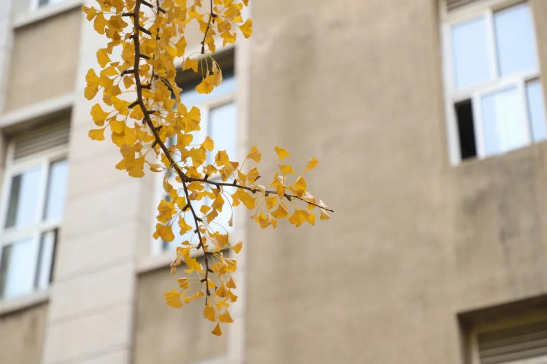 醉美大工秋|读书不觉已秋深，____________