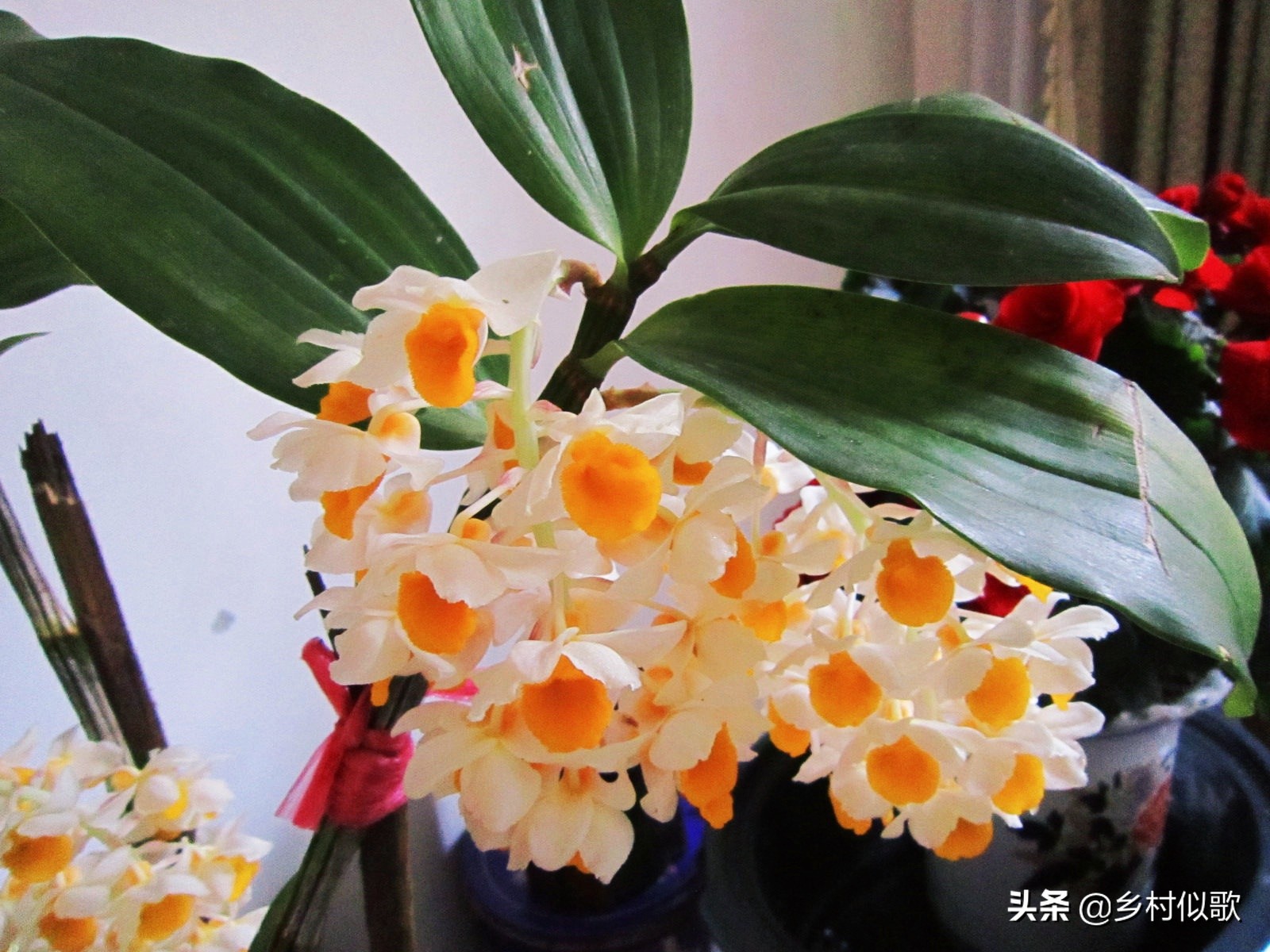 野生石斛和人工养殖石斛图片,深山奇花异草