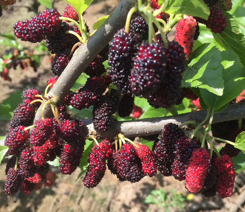 桑葚果的价格多少一斤,桑葚果种植