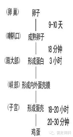 养殖蛋鸡的全套技术学习,蛋鸡不增蛋怎么办