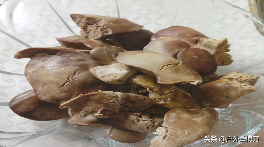 鸡肝钓鲫鱼视频,鸡肝钓鲤鱼效果怎么样