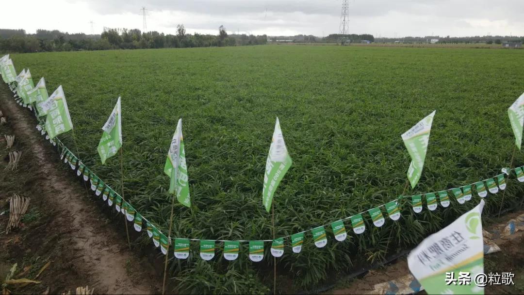 住商肥料“脲醛+”减肥增效中国行:大姜“吃”套餐