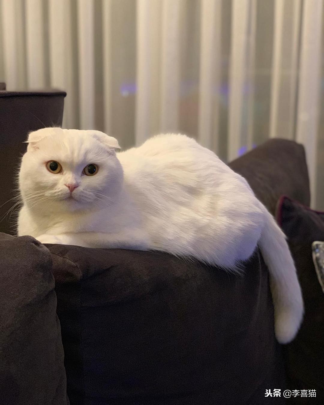 猫咪多大可以吃化毛膏和营养膏,猫咪营养化毛膏