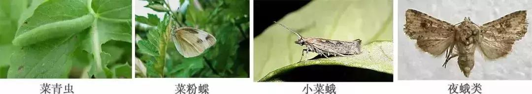 防治蔬菜地下害虫的无公害农药,蔬菜害虫种类及防治ppt