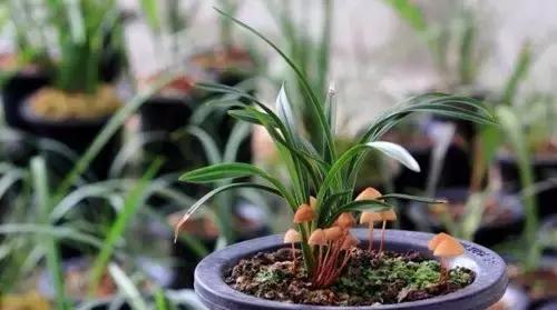 教你种蘑菇视频,在家种蘑菇的小方法