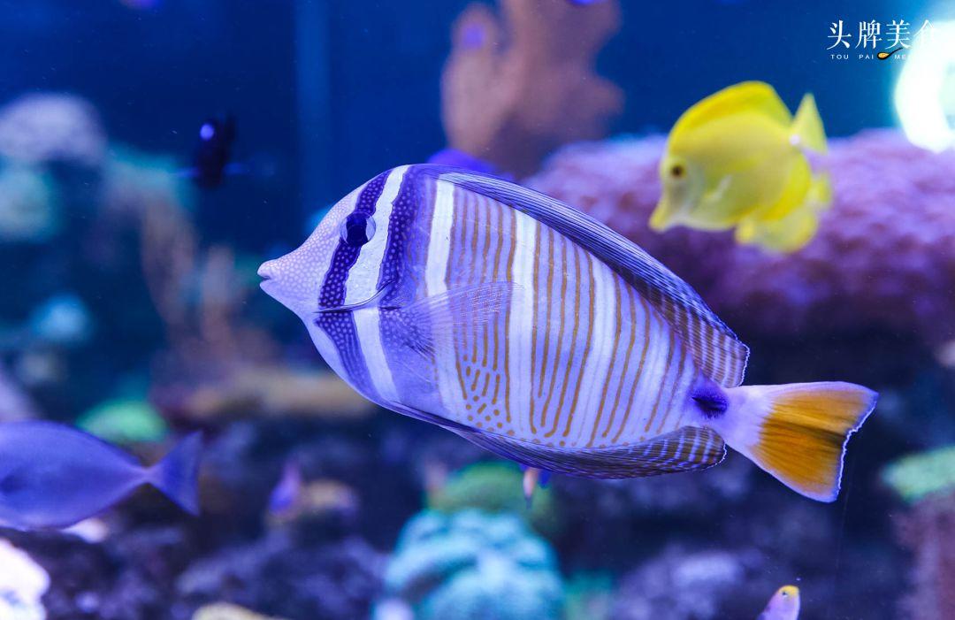 绚丽珊瑚海300+种海底生物，火爆盆友圈的网红打卡圣地就在中山路