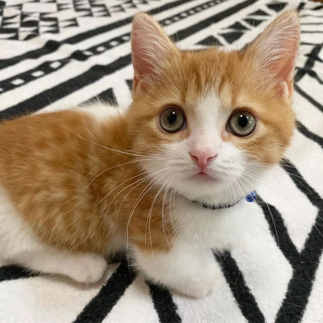 小奶猫成精睡姿萌化,一只成精的猫咪这睡姿太可怕了