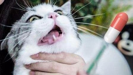 猫猫口炎是什么导致的,猫猫口炎反反复复怎么办