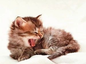 猫咪呕吐到底咋回事?掌握这几点你就知道该怎么做