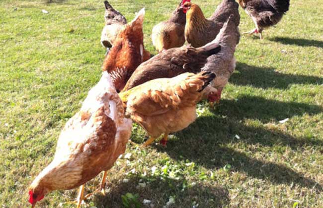 养小鸡三个星期,宠物小鸡怎么养