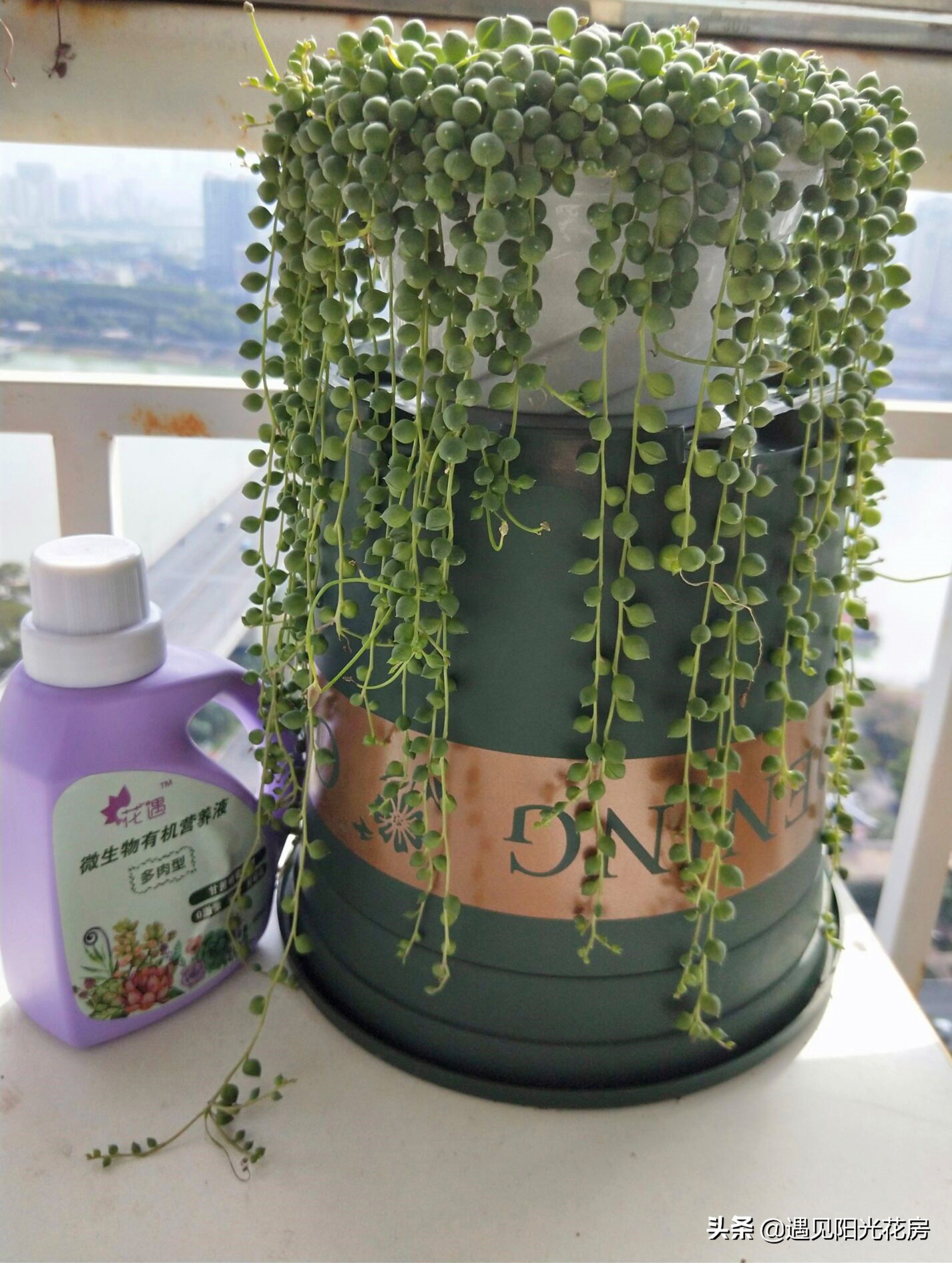 佛珠干瘪但是开花如何养,方形盆养佛珠