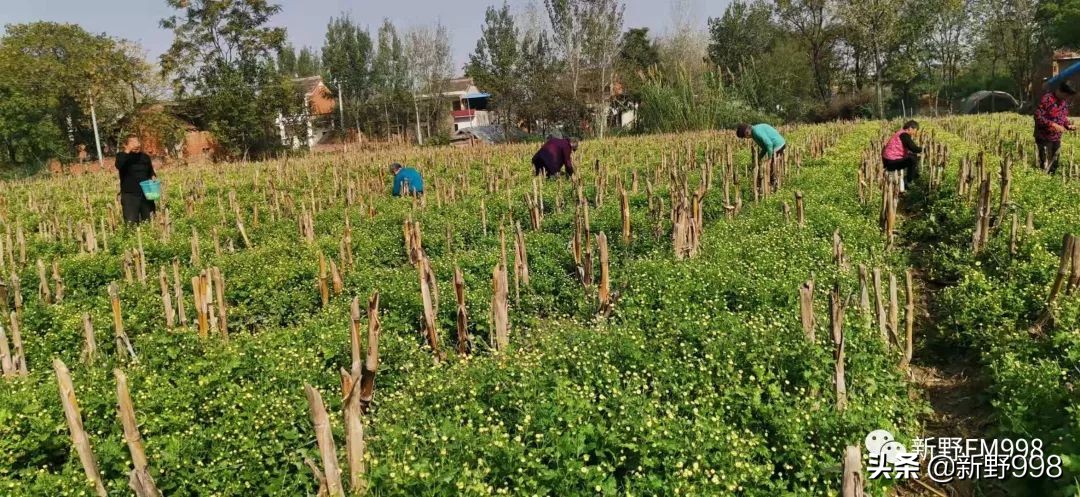 新野杭白菊,杭白菊几月采摘