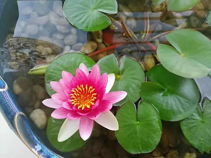 这10种花不怕晒,这3种花不能懒着养