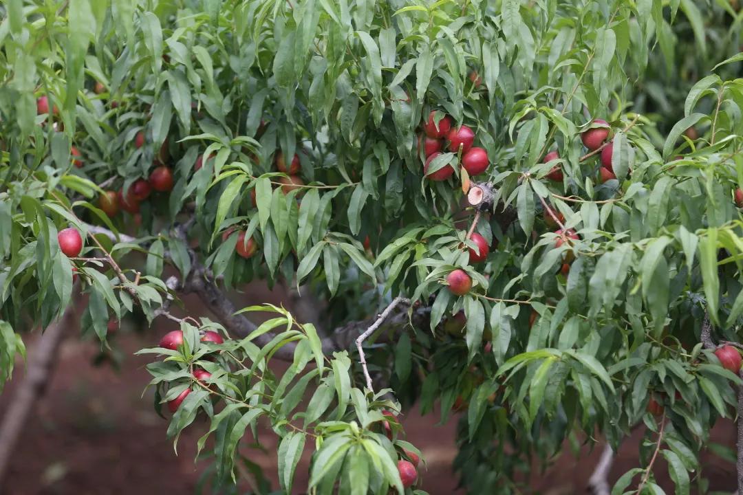 红红油桃挂枝头，这个五月“桃”你欢心