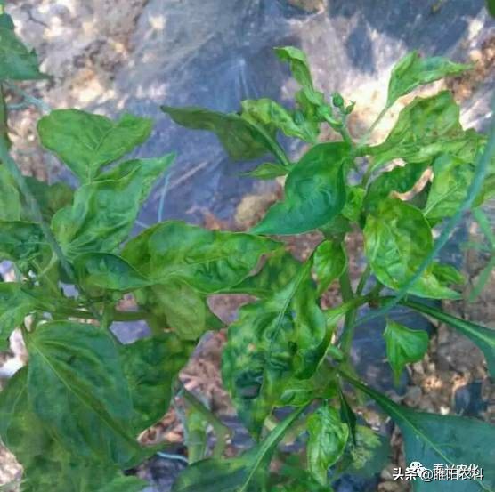 辣椒病毒病喷枯草芽孢杆菌好吗,辣椒病毒病最有效的防治方法