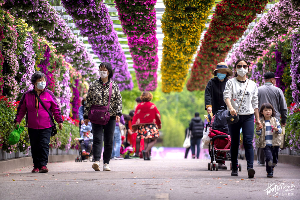 上海国际花展一览表,上海国际花展一览