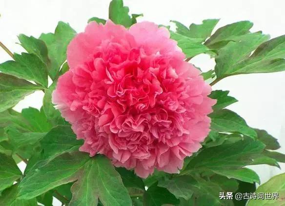 古诗中赞美牡丹的诗句有哪些,我见过雍容华丽的牡丹阅读答案