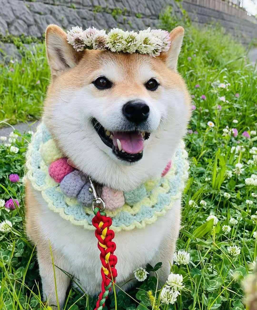 柴犬好养吗优缺点有哪些,柴犬好养么