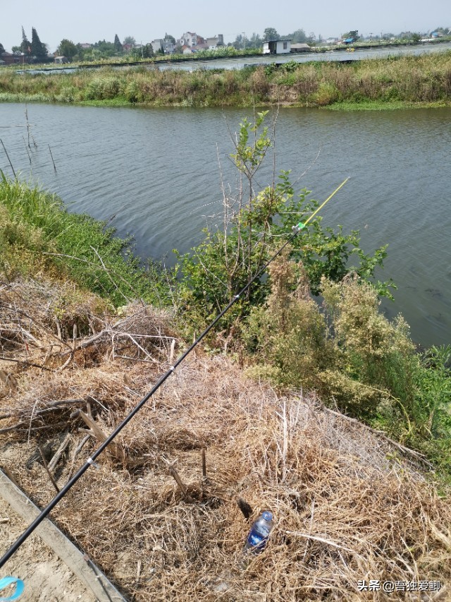 为什么大板鲫吃口很轻,大板鲫一般多少度吃口