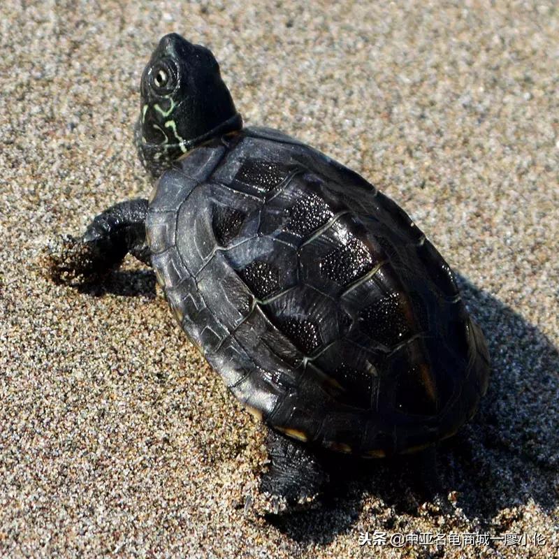 白眼病龟的克星,三线闭壳龟白眼病
