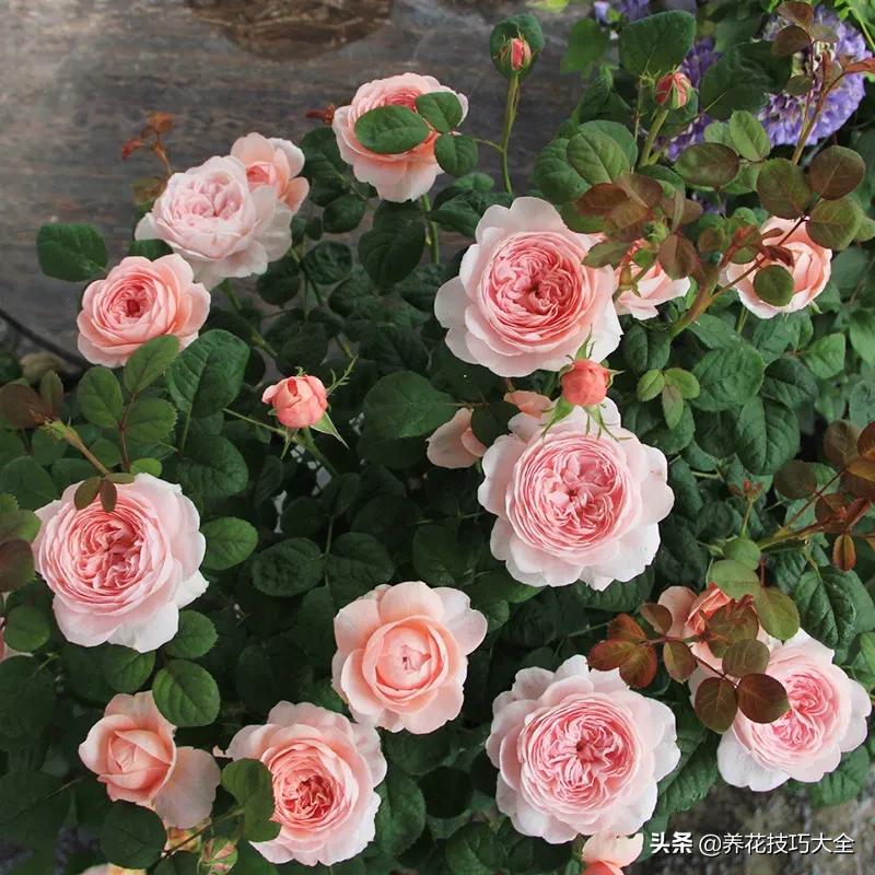 四季开花的月季又香又好养有几种,最漂亮10种盆栽月季