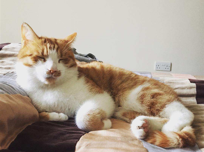 猫咪跳蚤怎么灭杀,猫咪跳蚤怎么彻底清除用什么喷雾