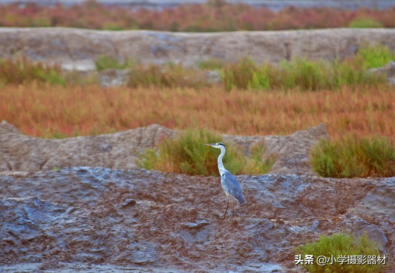 既能拍人像又能拍风景的镜头佳能,尼康80-400vr防抖全画幅镜头评测