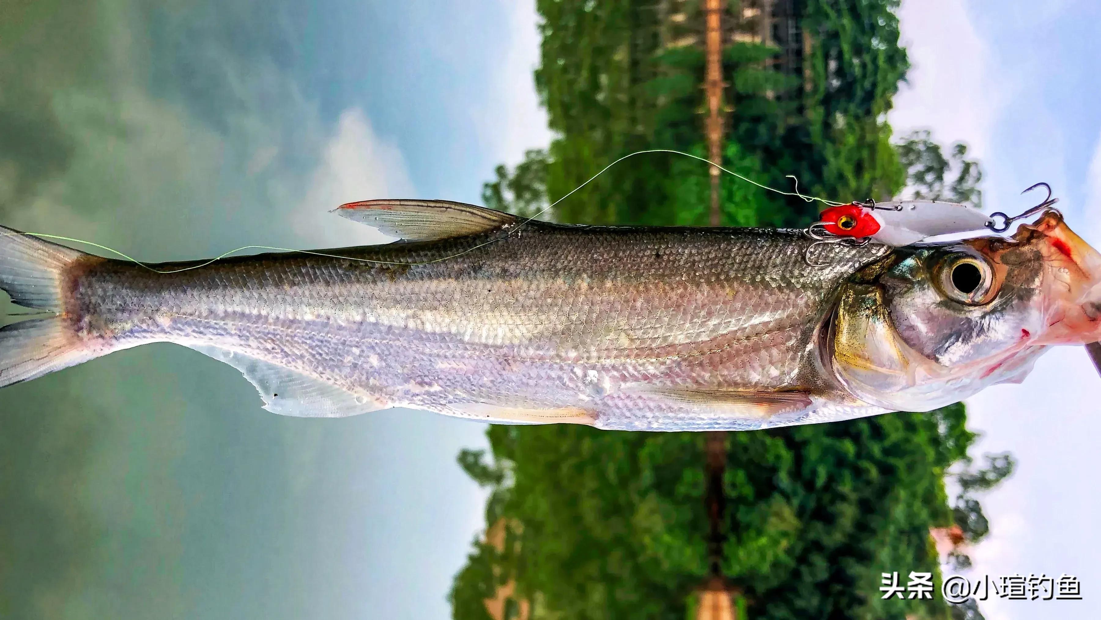 南昌有哪些地方可以路亚钓翘嘴,赣江路亚翘嘴