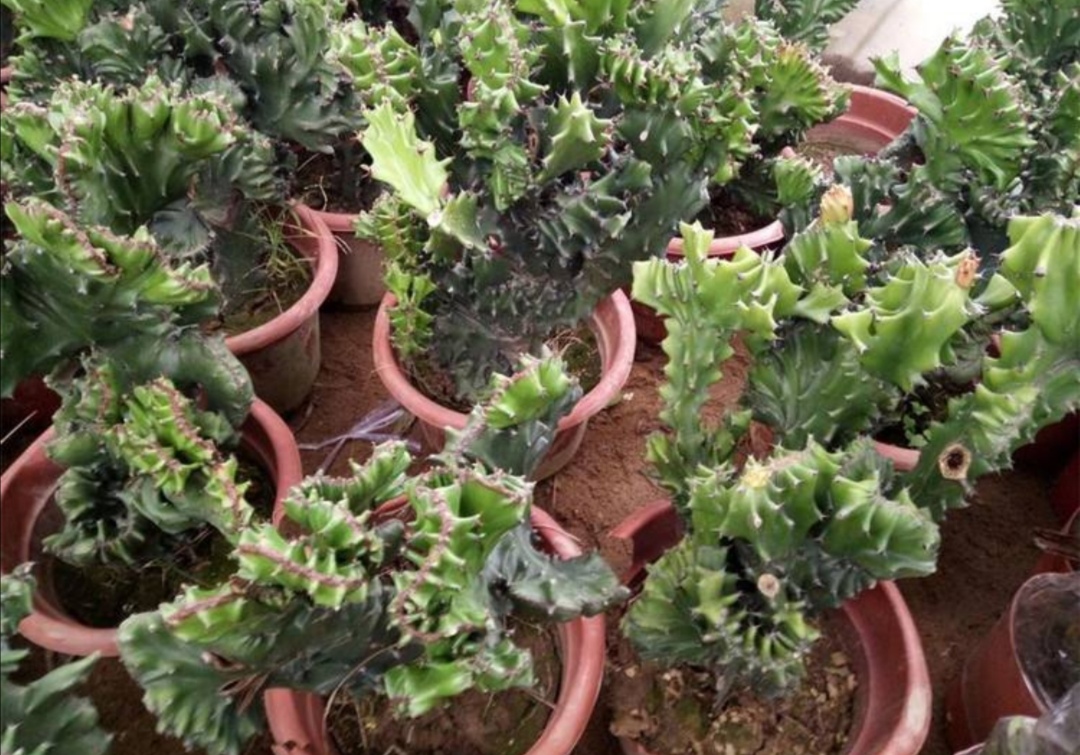 麒麟掌盆栽摆放什么位置合适,麒麟掌怎么养株型好看