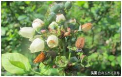 蓝莓枝枯病害图片大全,蓝莓果都有哪些病害