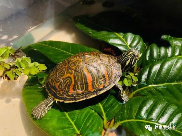 龟腿肿了怎么消除,龟腿部肿无法正常行走