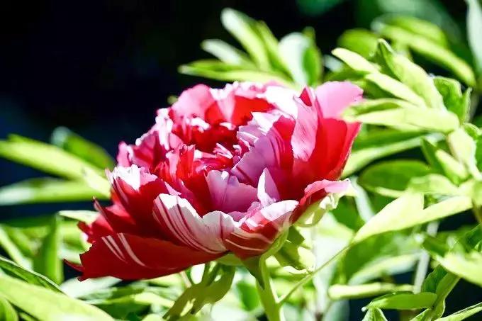 最适合赏花的花,视觉盛宴五种赏花名花供您选择