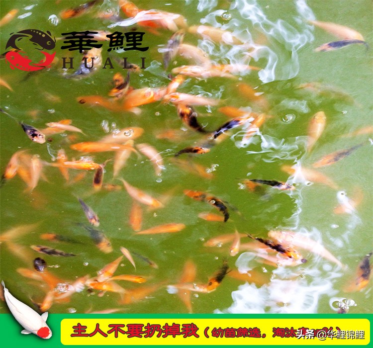 锦鲤水花鱼养殖方法,锦鲤鱼苗水花怎么养