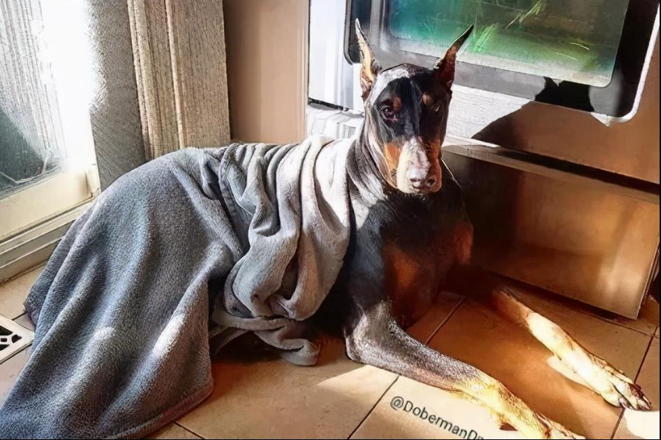 什么狗不容易生病不怕冷不怕热,狗天冷了千万别冻感冒了