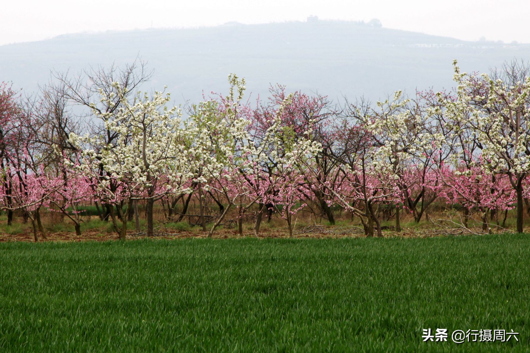 老农捡到地灵芝,上山挖药材意外找到一株野生灵芝