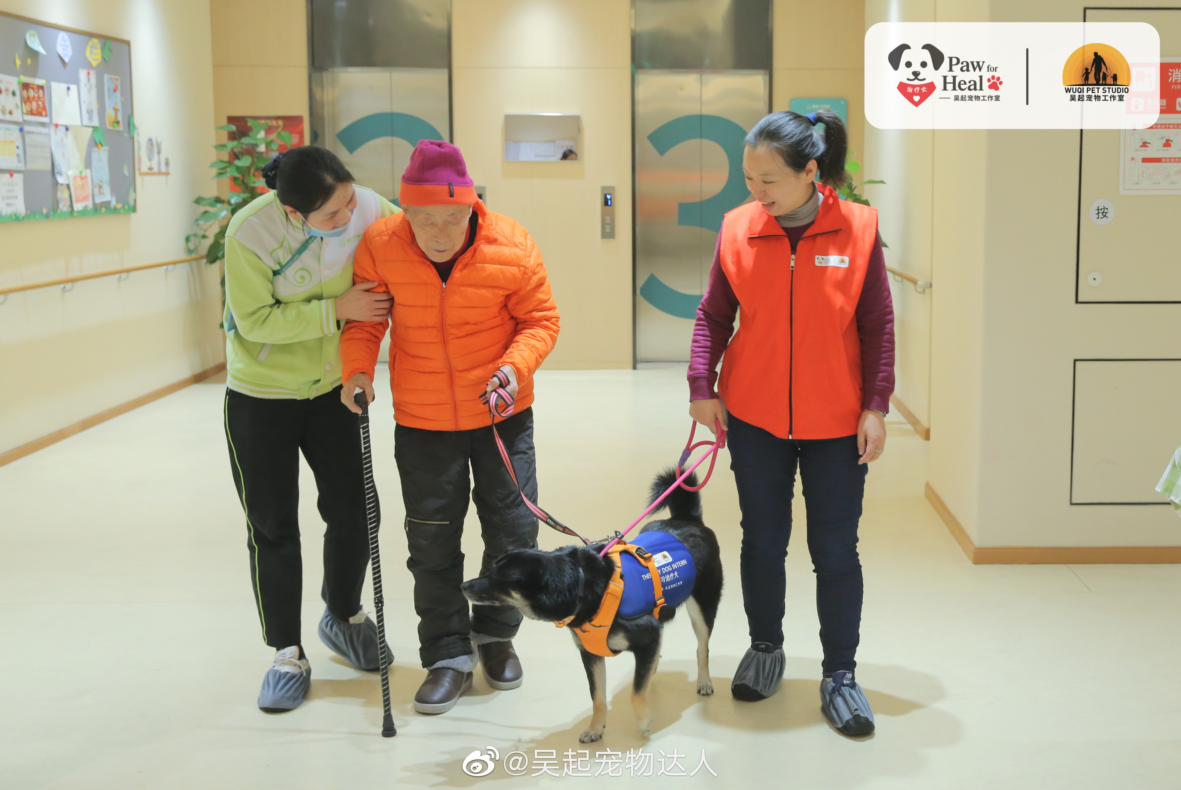 治疗犬到底是怎样的群体？我们的狗狗都能成为治疗犬吗?