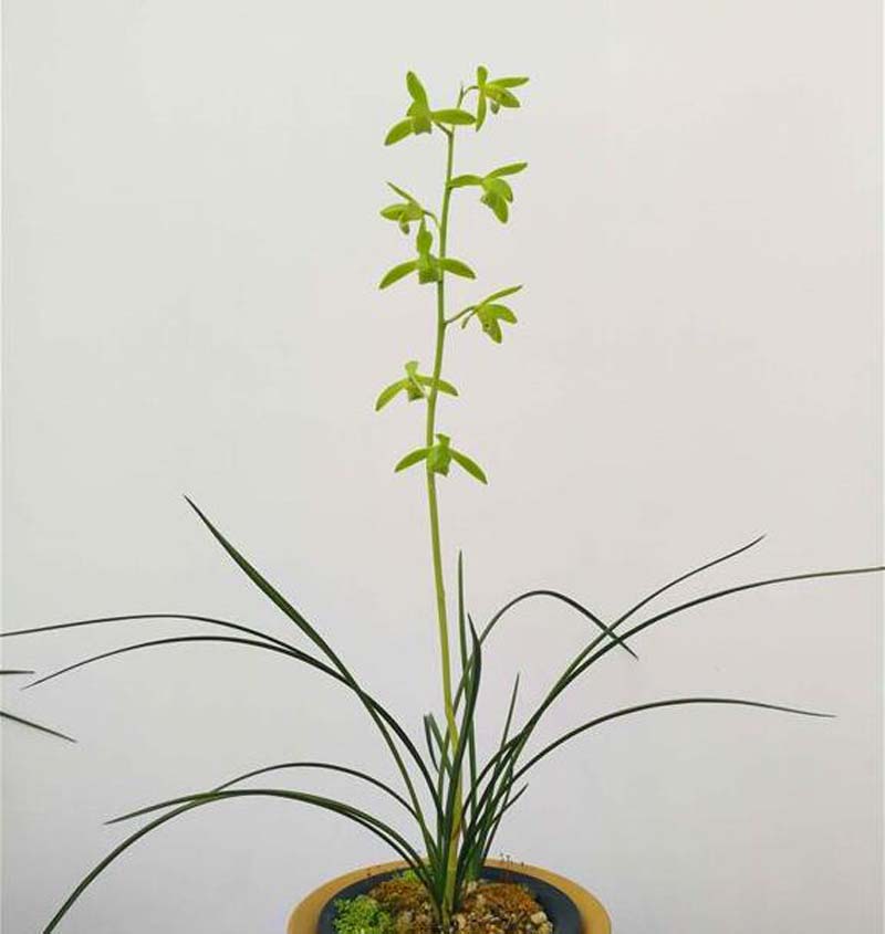 烂了根的兰花怎样重新开始生根,兰花干枯的芽要剪掉吗