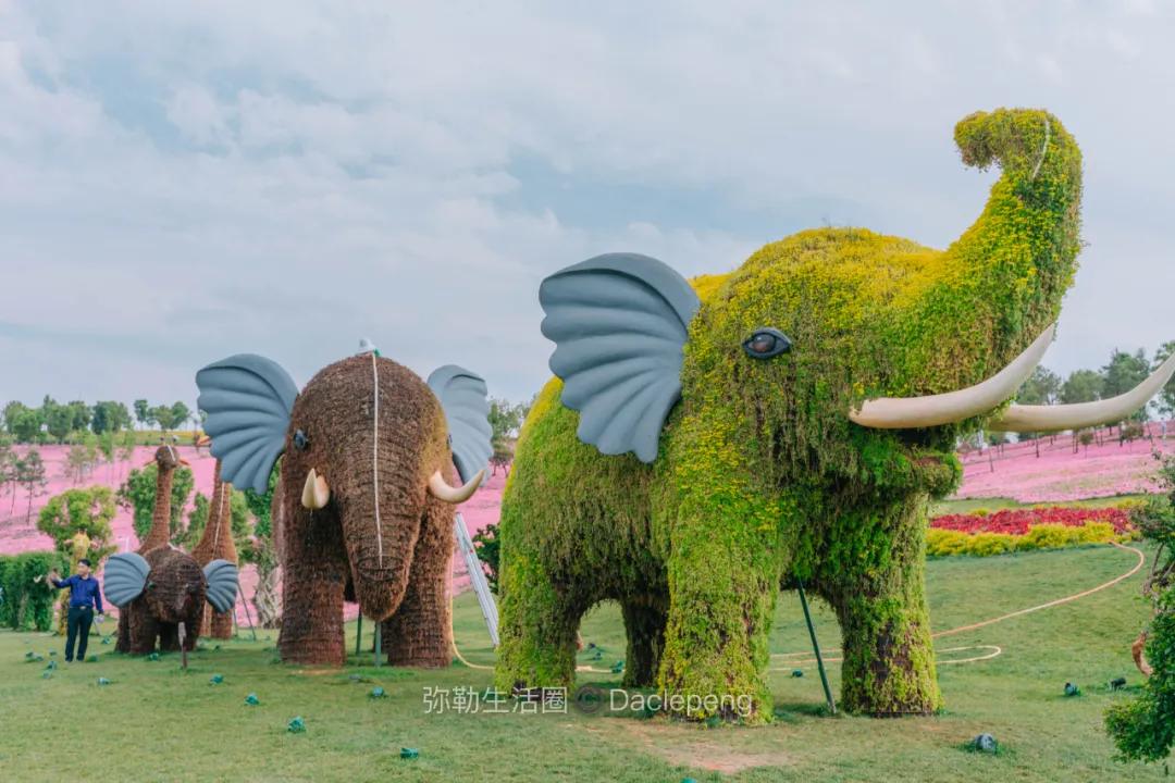 云南最美小镇图片,云南太平湖森林公园花海