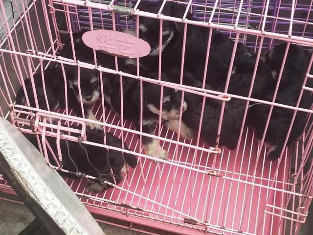 开封杨丰宠物市场最新价格信息,开封杨丰宠物市场现在开着吗