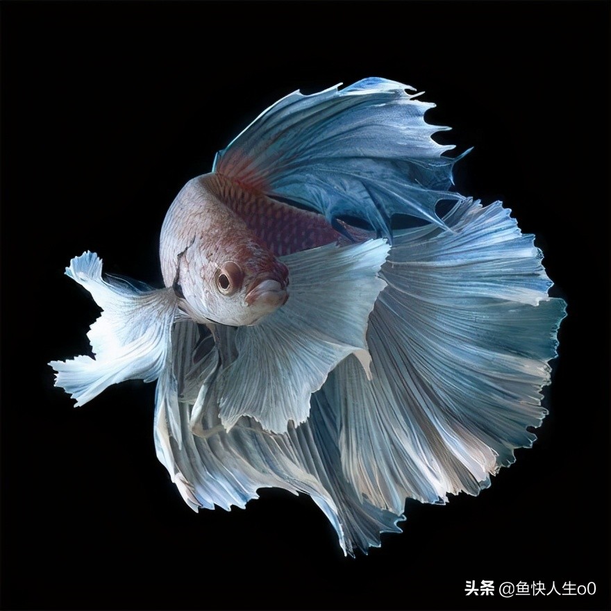 观赏鱼黄脓便怎么办,观赏鱼肠炎下药多久起效