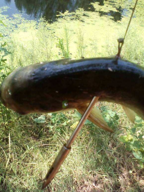 射鱼违法吗,射鱼违法怎么处罚