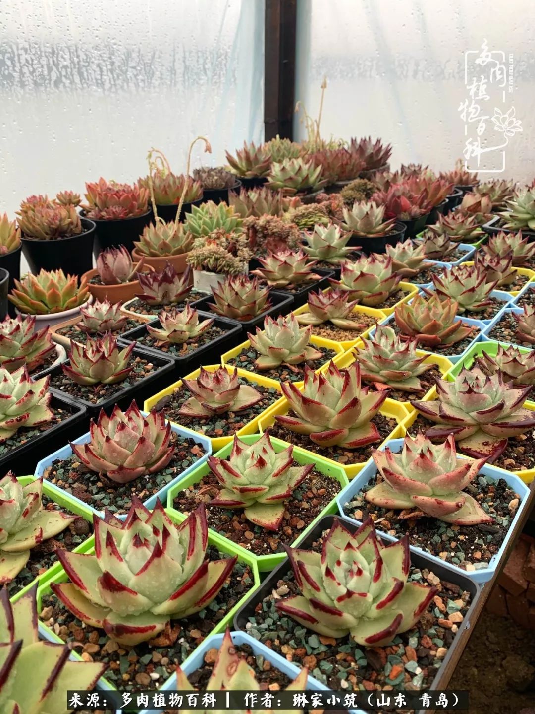 多肉冬季搬进屋里前需要浇水么,多肉过冬