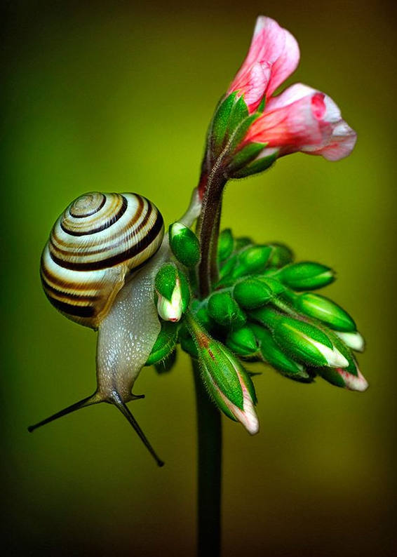 各种各样的蜗牛简单的,各种各样的蜗牛视频