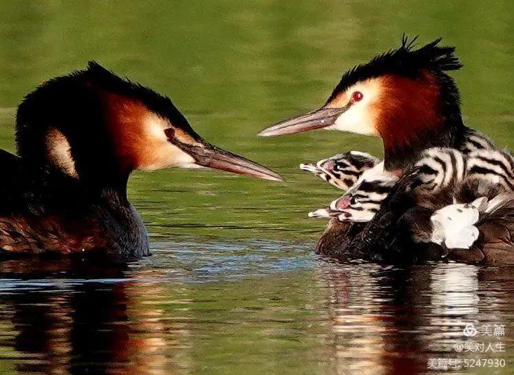凤头鸊鷉粤语,斑头雁飞得最高的鸟
