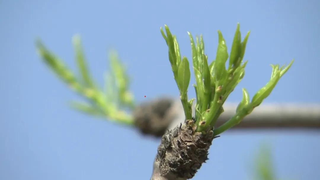 马志丹追忆黄永玉,马志丹纪录片分析